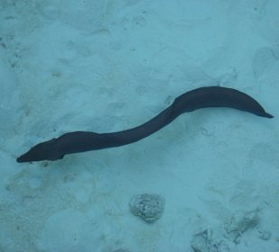 Muräne bei der Wasservilla