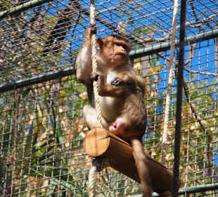 Tiere im Oasis Park Fuerteventura