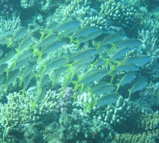 Hausriff Arabia Azur Resort