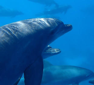 Eine große Delfinschule