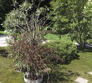 Botanischer Garten der Universität Zürich