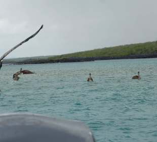 Jagt auf Fisch vor Isla Lobos