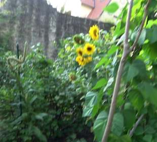 Interkultureller Gemeinschaftsgarten