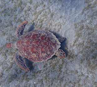 Schildi Marsa Alam