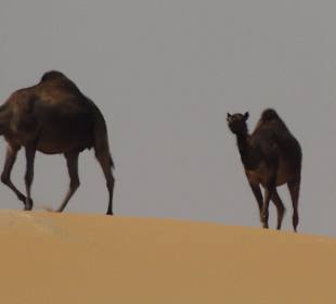 Kamele in der Wüste bei Liwa