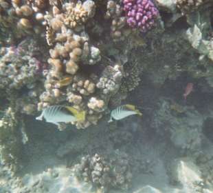 Hausriff des Fort Arabesque