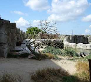 Eindrücke vom Rundgang durch den Zoo am Meer