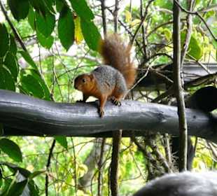 Neurigierer Besucher
