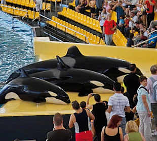 Orca - Show in Loro Parque