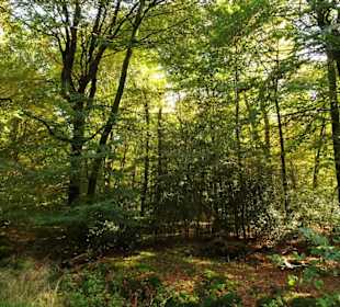 Herbstspaziergang durch den Hasbruch