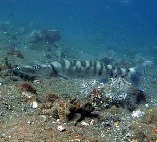 Im Coral Garden