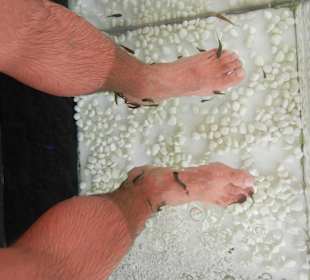 Fische knabbern die Hornhaut ab