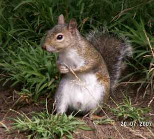 Eichhörnchen im Golden Gate Park