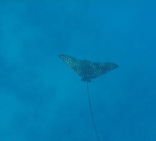 Schnorcheln El Quseir