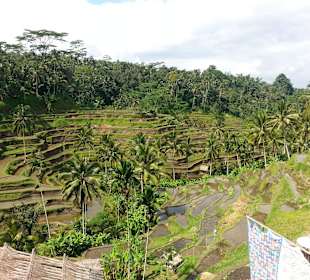 Blick auf die Terrassen