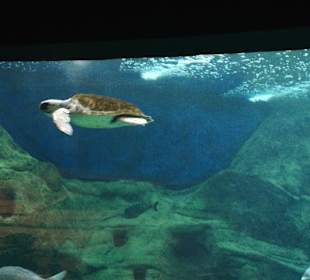 Inselrundfahrt Kreta