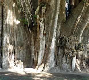 Najgrubszy pień świata