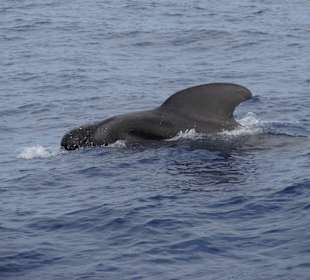 Jede Menge Grindwale. Sehr zu empfehlen.