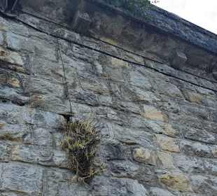 Bewässerungssystem Steinpflanzen