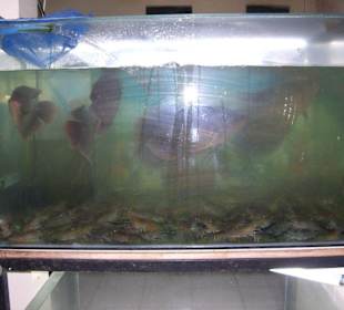 Lecker frischer Fisch