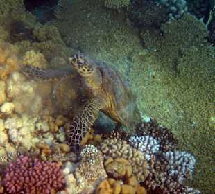 Schildy an der schwarzen Boje...