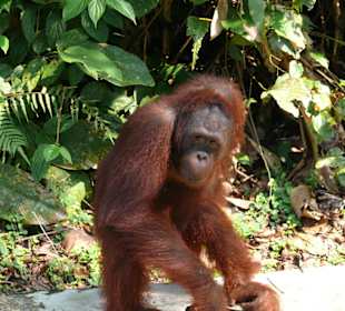 Orangutas
