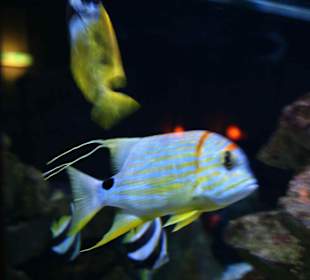 Meeresaquarium Zella Mehlis