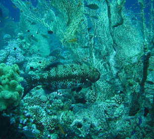 Unterwasserwelt Dahabs