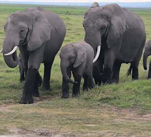 Afrikanischer Elefant 