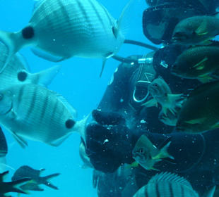 Fische werden mit Futter angelockt