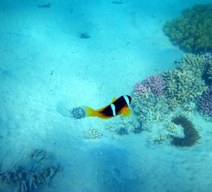 Rotmeeranemonenfisch