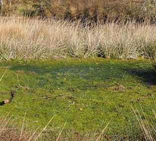 Hochmoorlandschaft um das Ewige Meer