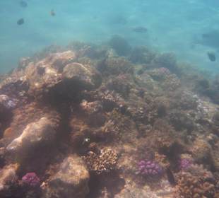 Schnorcheln beim Beach Albatros