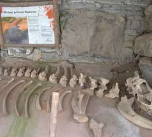 Afrikabereich - Breitmaulnashorn