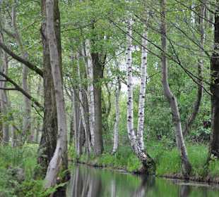 Spreewald