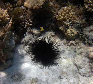 Seeigel