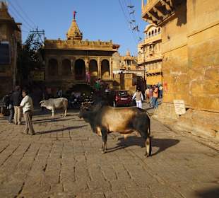 Heilige Kühe und Tempel im Fort