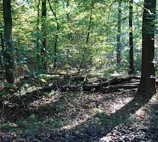 Herbstspaziergang durch den Hasbruch