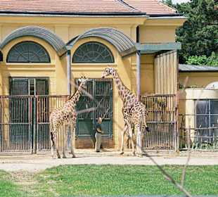 Giraffen