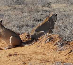 Tsavo Ost und West Safari