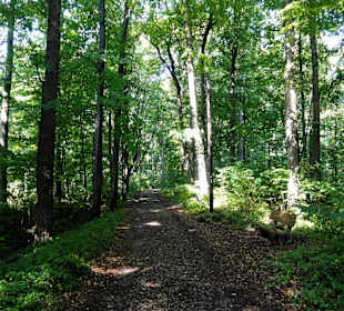 Der Waldweg zum Bismarckturm