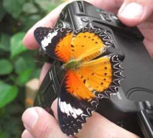 Schmetterling auf der Linse im Schmetterlingshaus