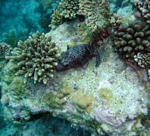 Tauchplatz "Three Palms"