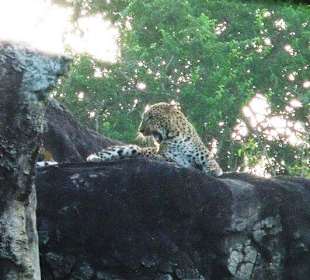 Im Yala Park - Geführte Touren Astrid Tours Sri Lanka