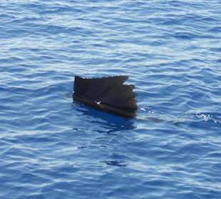 Ein Schwertfisch kreuzt unseren Weg
