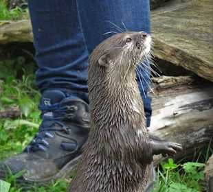 Bei den Ottern im Natureum Niederelbe