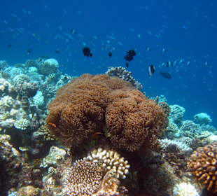Korallenstock mit Malediven-Anemonenfischen