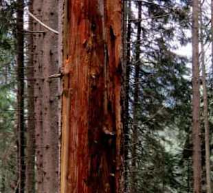 Die Schönheit eines abgestorbenen Baumes