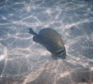 Sharm El Naga