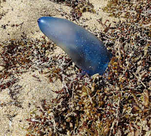 Welcher Alien ist denn da vergraben?